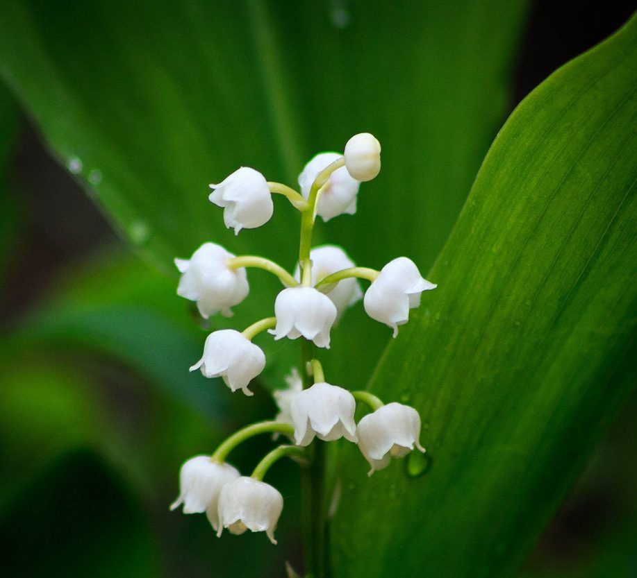 Les Villages d'Or vous offrent un brin de muguet